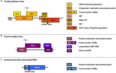 Dissecting dynamic plant virus synergism in mixed infections of poleroviruses, umbraviruses, and tombusvirus-like associated RNAs